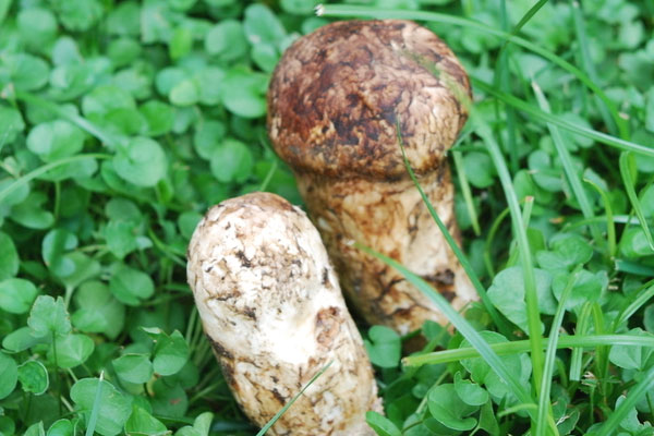 香格里拉松茸為什么好吃 香格里拉松茸為什么好吃