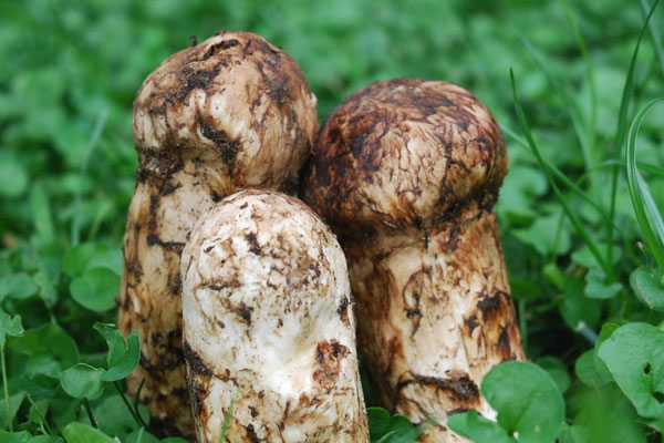 松茸生蟲(chóng)可以吃嗎 松茸生蟲(chóng)可以吃嗎