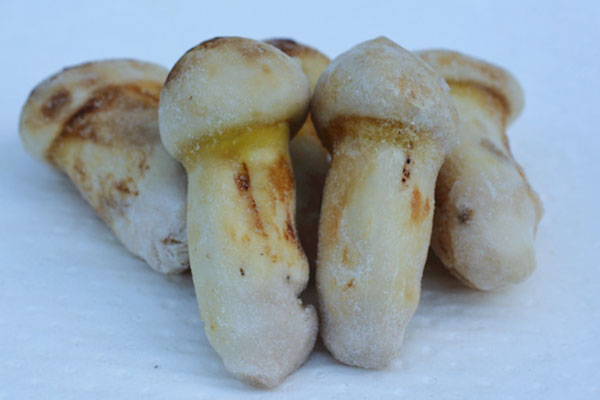 松茸能不能冷凍，松茸長期保存的方法