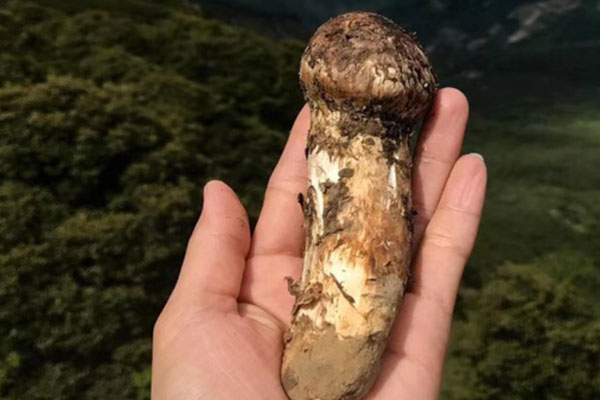 松茸怎么長期保存好 松茸怎么長期保存好
