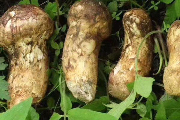 松茸表面的黑膜可以吃嗎 松茸表面的黑膜可以吃嗎