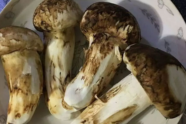 松茸怎么清洗，松茸可以用油炸了保存嗎