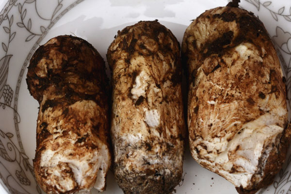 為什么未開傘松茸好