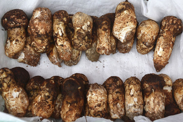 松茸放在泡沫箱里可以放幾天 松茸放在泡沫箱里可以放幾天