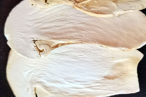 凍干松茸怎么保存，松茸放在泡沫箱里能放幾天