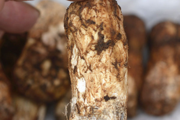 鹽漬松茸能保存多久，松茸在冰箱放了10天還能吃嗎