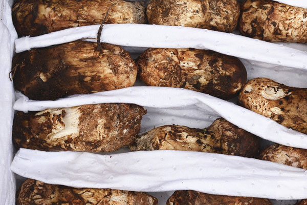 松茸在冰箱放了10天還可以吃嗎 松茸在冰箱放了10天還可以吃嗎