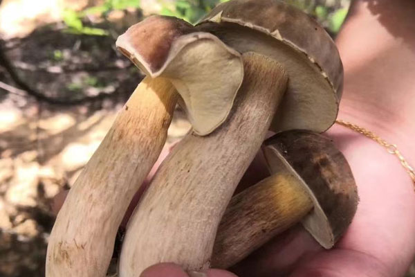 牛肝菌有毒嗎，紅乳牛肝菌發(fā)苦嗎