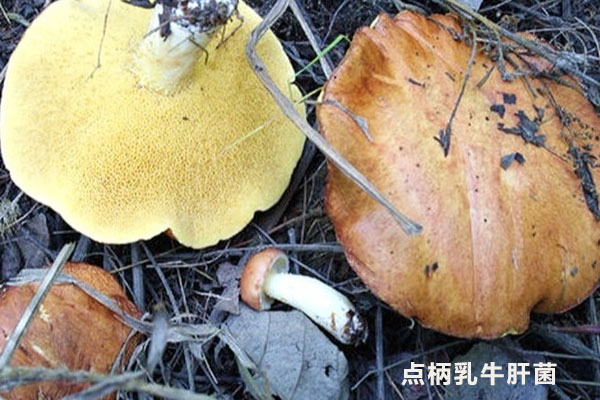點(diǎn)柄乳牛肝菌有毒嗎，厚環(huán)乳牛肝菌能吃嗎