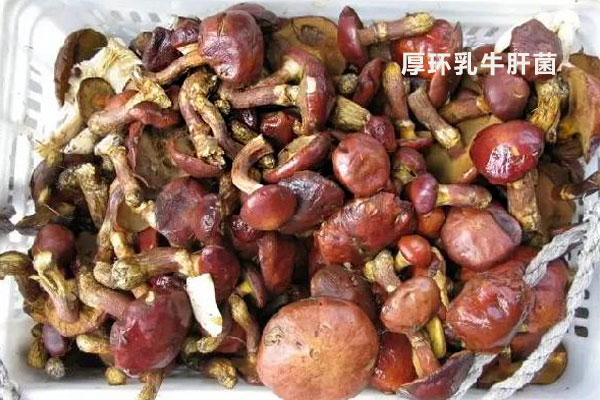 厚環(huán)乳牛肝菌可以吃嗎 厚環(huán)乳牛肝菌可以吃嗎