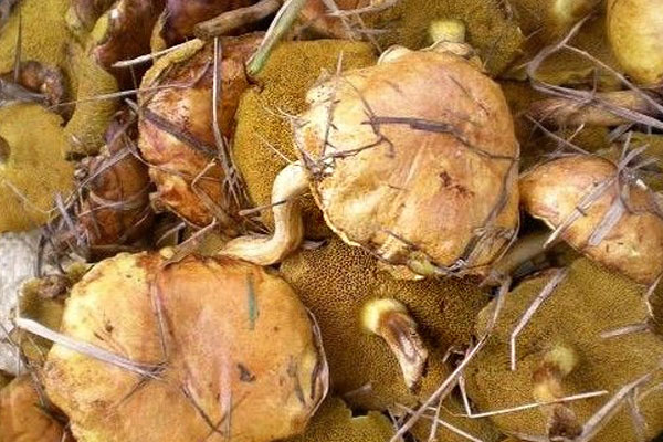 黃粘蓋牛肝菌中毒癥狀，乳黃粘蓋牛肝菌可以吃嗎