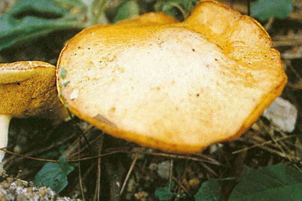 乳黃粘蓋牛肝菌能吃嗎 乳黃粘蓋牛肝菌能吃嗎