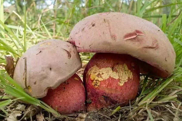 吃了有毒的牛肝菌的中毒癥狀 吃了有毒的牛肝菌的中毒癥狀