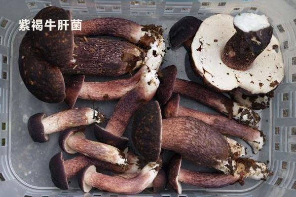 紫褐牛肝菌有沒(méi)有毒 紫褐牛肝菌有沒(méi)有毒