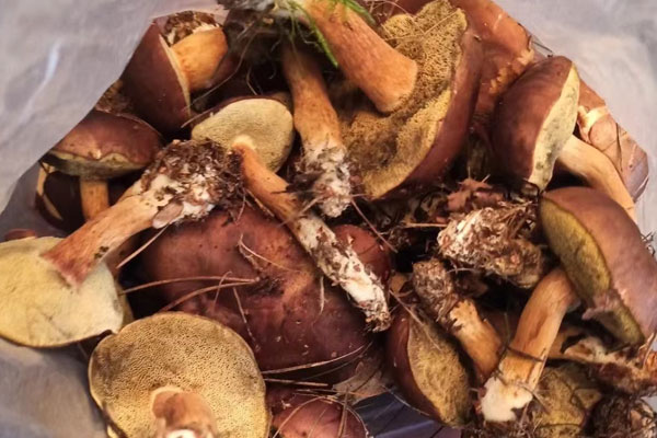 風(fēng)熱感冒能吃牛肝菌嗎，牛肚菌過夜了還能吃嗎