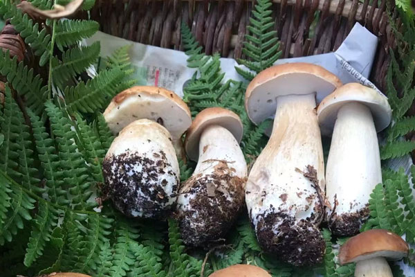 牛肚菌過(guò)夜了還可以吃嗎 牛肚菌過(guò)夜了還可以吃嗎