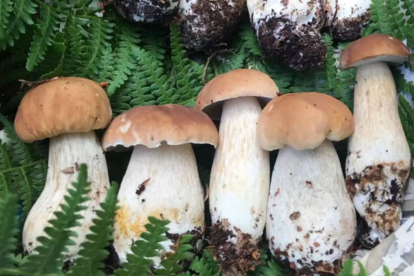 我國(guó)有多少種牛肝菌 我國(guó)有多少種牛肝菌