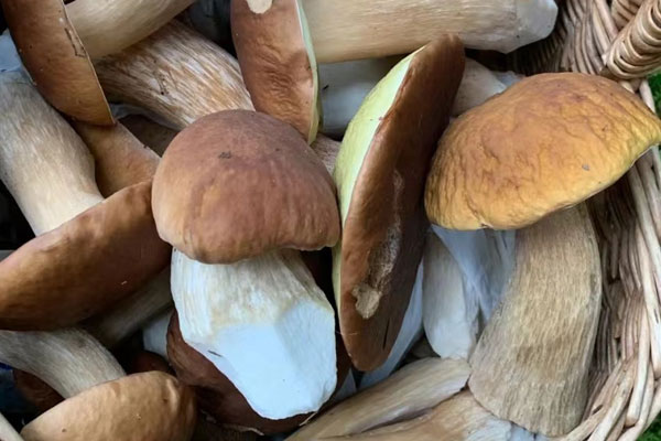 牛肝菌性寒還是性溫，牛肝菌燉什么湯最好喝