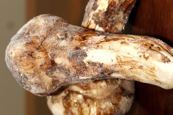 孕婦可以吃凍了的松茸嗎，孕婦血糖高可以吃松茸嗎