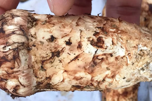 血糖高的孕婦能吃松茸嗎 血糖高的孕婦能吃松茸嗎