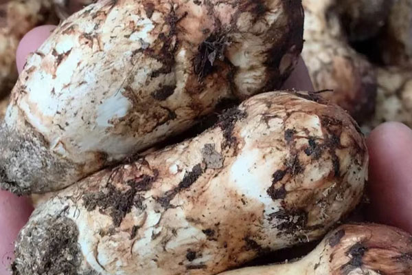 適合吃松茸的人群 適合吃松茸的人群