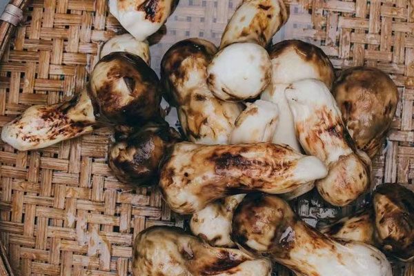 腎衰竭可以吃松茸嗎 腎衰竭可以吃松茸嗎