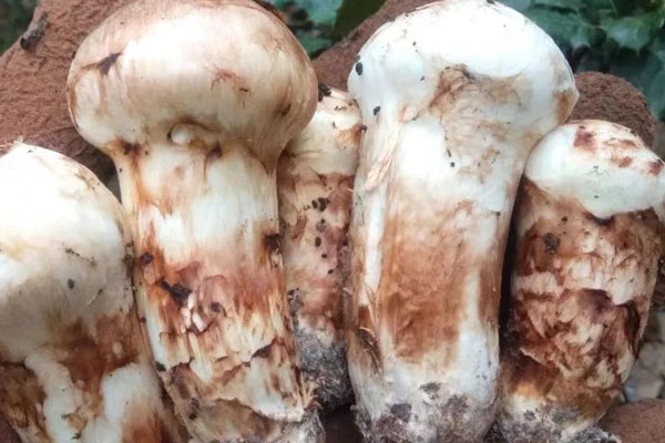 腎摘除患者能吃松茸嗎，腎萎縮可以吃松茸嗎