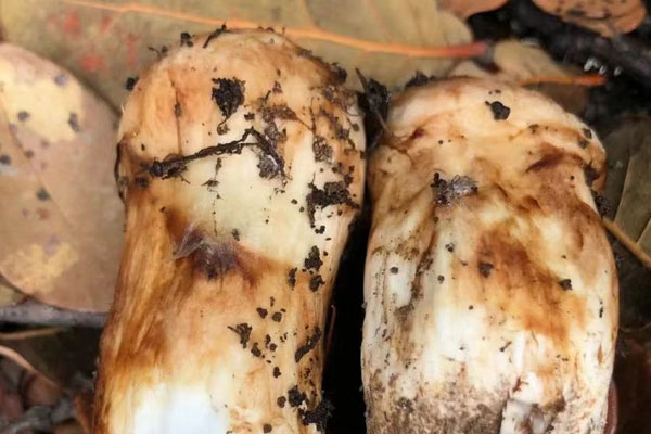 腎陰虛可以吃松茸嗎，尿毒癥可以吃松茸嗎