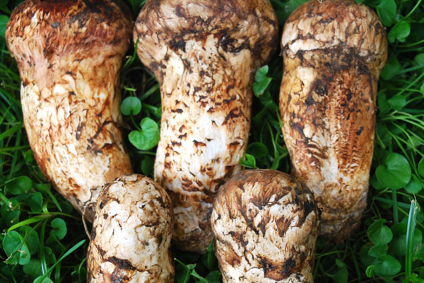 血壓低的人能吃松茸嗎，松茸先焯水再切片嗎