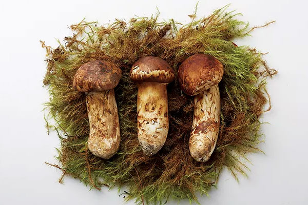 松茸做菜之前用焯水嗎，凍松茸用水焯嗎