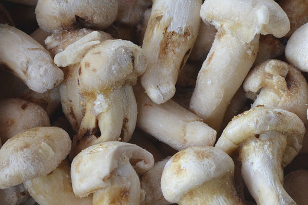 松茸可以焯水冷凍嗎，泡松茸的水可以用嗎