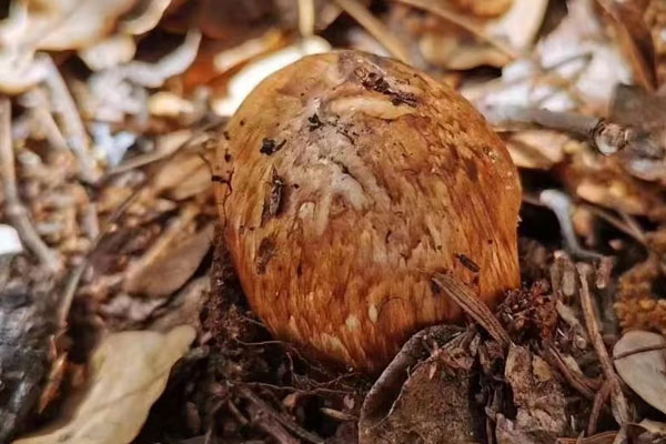 吃松茸可以喝葡萄酒嗎，吃松茸會(huì)導(dǎo)致尿酸高嗎