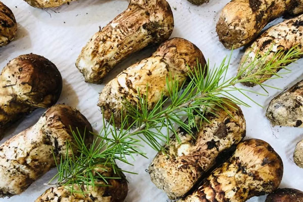 松茸云南的好還是西藏的好，多大的孩子可以吃松茸