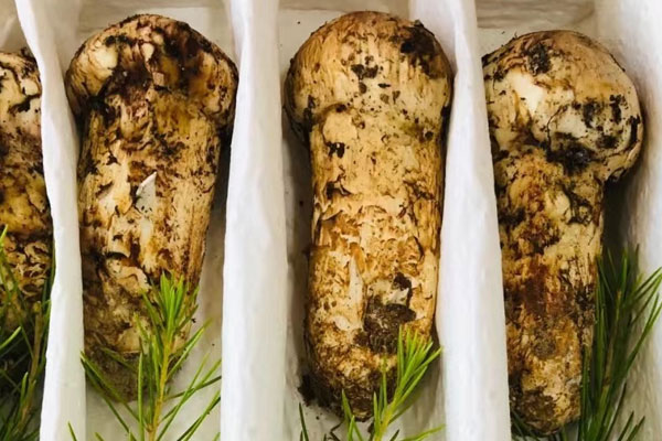 松茸是蘑菇嗎，松茸是植物還是真菌