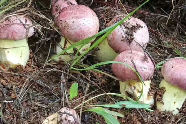 鮮牛肝菌放了幾天還可以吃嗎 鮮牛肝菌放了幾天還可以吃嗎