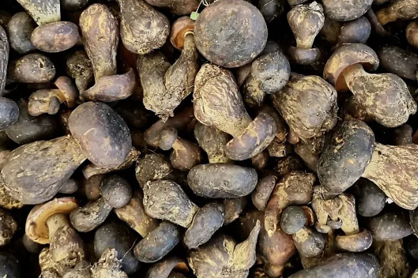 新鮮黑牛肝菌的顏色 新鮮黑牛肝菌的顏色