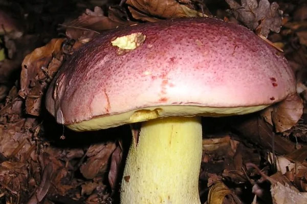 桃紅牛肝菌可以吃嗎 桃紅牛肝菌可以吃嗎