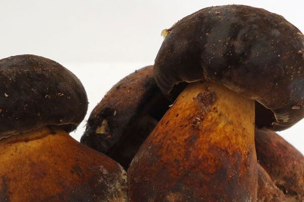 新鮮黑牛肝菌有毒嗎，黑牛肝菌和黃牛肝菌哪個(gè)有毒