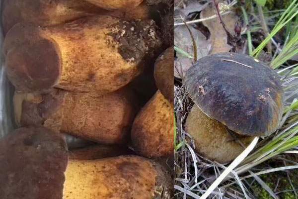 黑牛肝菌和黃牛肝菌哪個(gè)有毒性 黑牛肝菌和黃牛肝菌哪個(gè)有毒性