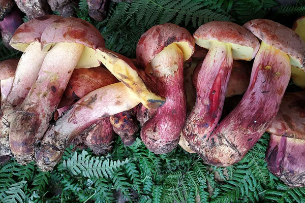 牛肝菌發(fā)白可以吃嗎 牛肝菌發(fā)白可以吃嗎