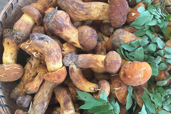 什么是華美牛肝菌 什么是華美牛肝菌