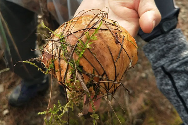 白牛肝菌有毒嗎，牛肝菌發(fā)白能吃嗎