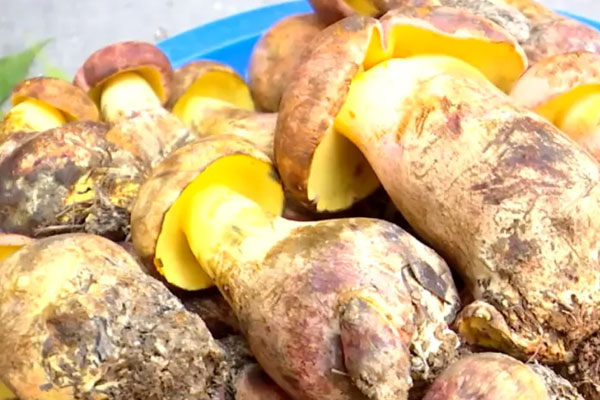 牛肝菌有毒嗎，牛肝菌能人工種植嗎