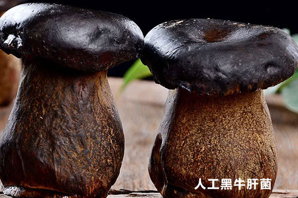 牛肝菌可以人工種植嗎 牛肝菌可以人工種植嗎