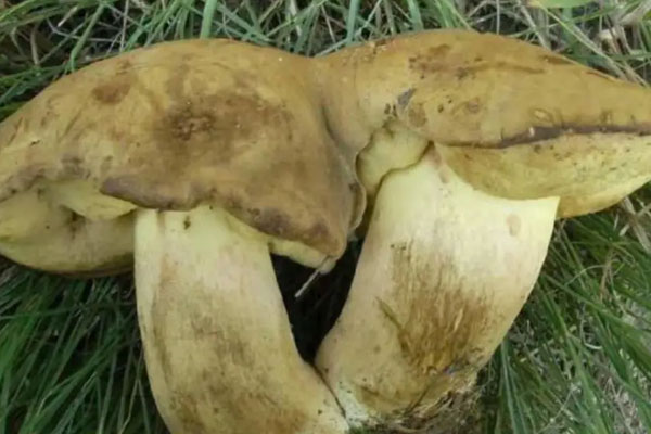 什么是毒新牛肝菌 什么是毒新牛肝菌