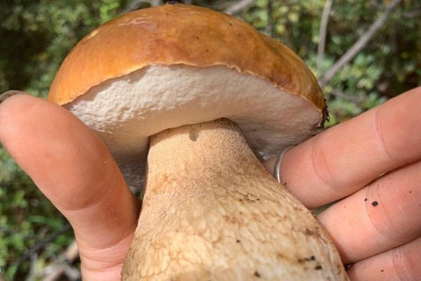 吃牛肝菌會不會中毒，牛肝菌根部能吃嗎