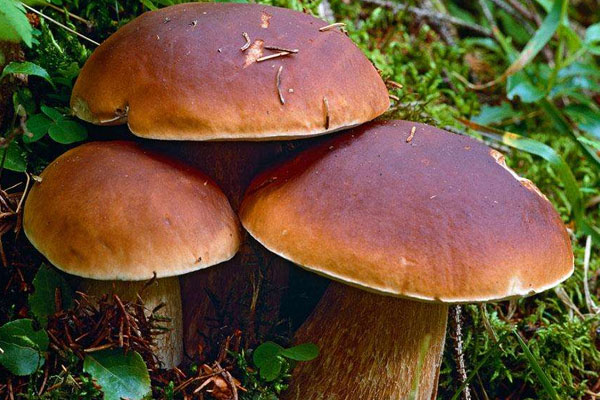 牛肝菌的根部可以吃嗎 牛肝菌的根部可以吃嗎