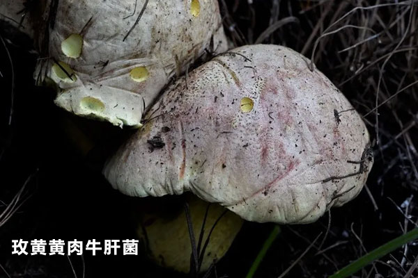 玫黃黃肉牛肝菌可以吃嗎 玫黃黃肉牛肝菌可以吃嗎