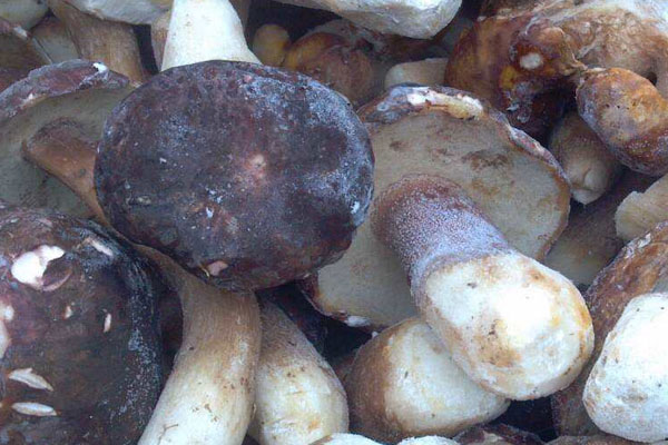 冷凍牛肝菌怎么烹飪好 冷凍牛肝菌怎么烹飪好