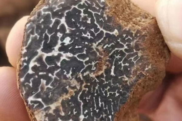 普通的松樹林有沒有松露 普通的松樹林有沒有松露